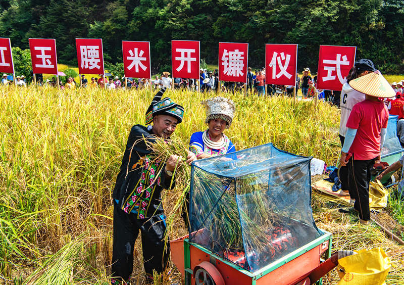  稻谷香里迎丰年